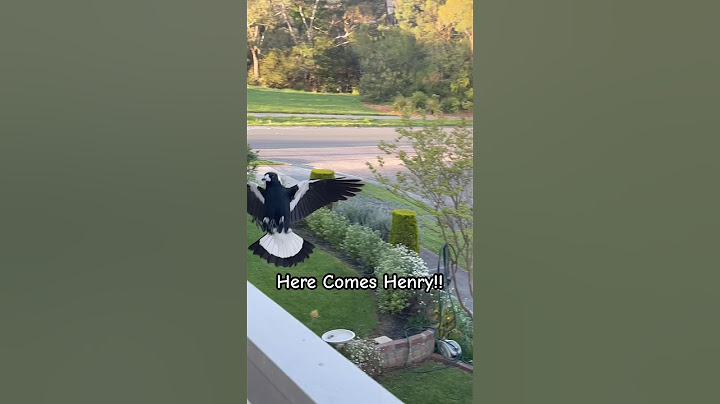 Australian Magpies Magnificent in FLIGHT!!! | Spectacular Vison! ✨ #nature #magpies