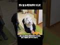 飼い主を完全にオモチャ扱いする愛犬　#greatpyrenees #大型犬のいる生活 #大型犬 #大型犬と暮らす #グレートピレニーズ #ゴールデンレトリバー #愛犬 #癒し #犬のいる生活