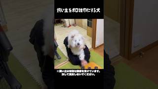 飼い主を完全にオモチャ扱いする愛犬　#greatpyrenees #大型犬のいる生活 #大型犬 #大型犬と暮らす #グレートピレニーズ #ゴールデンレトリバー #愛犬 #癒し #犬のいる生活