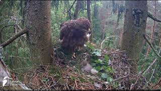 Agrs rīts Annas ligzdā /Early morning in Anna's nest Lesser spotted eagle in spruce, Zemgale, Latvia