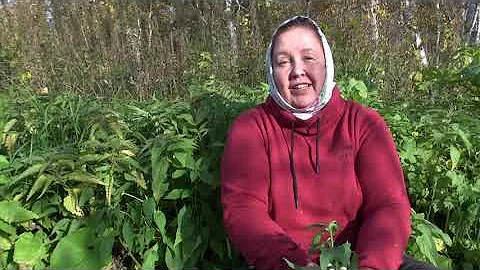 ЯСНОТКА. ГЛУХАЯ КРАПИВА || Осенний сбор