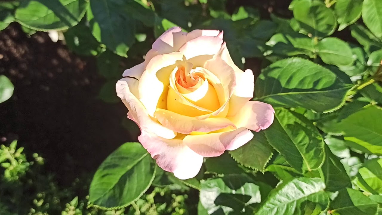 Розы на ВДНХа - YouTube