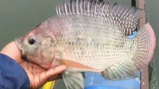 CARA MANCING INI AMPUH MENAIKAN NILA BABON DI DANAU MANINJAU - DAPAT 10KG