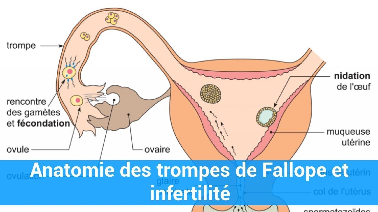 dilatation des trompes dilatation des trompes