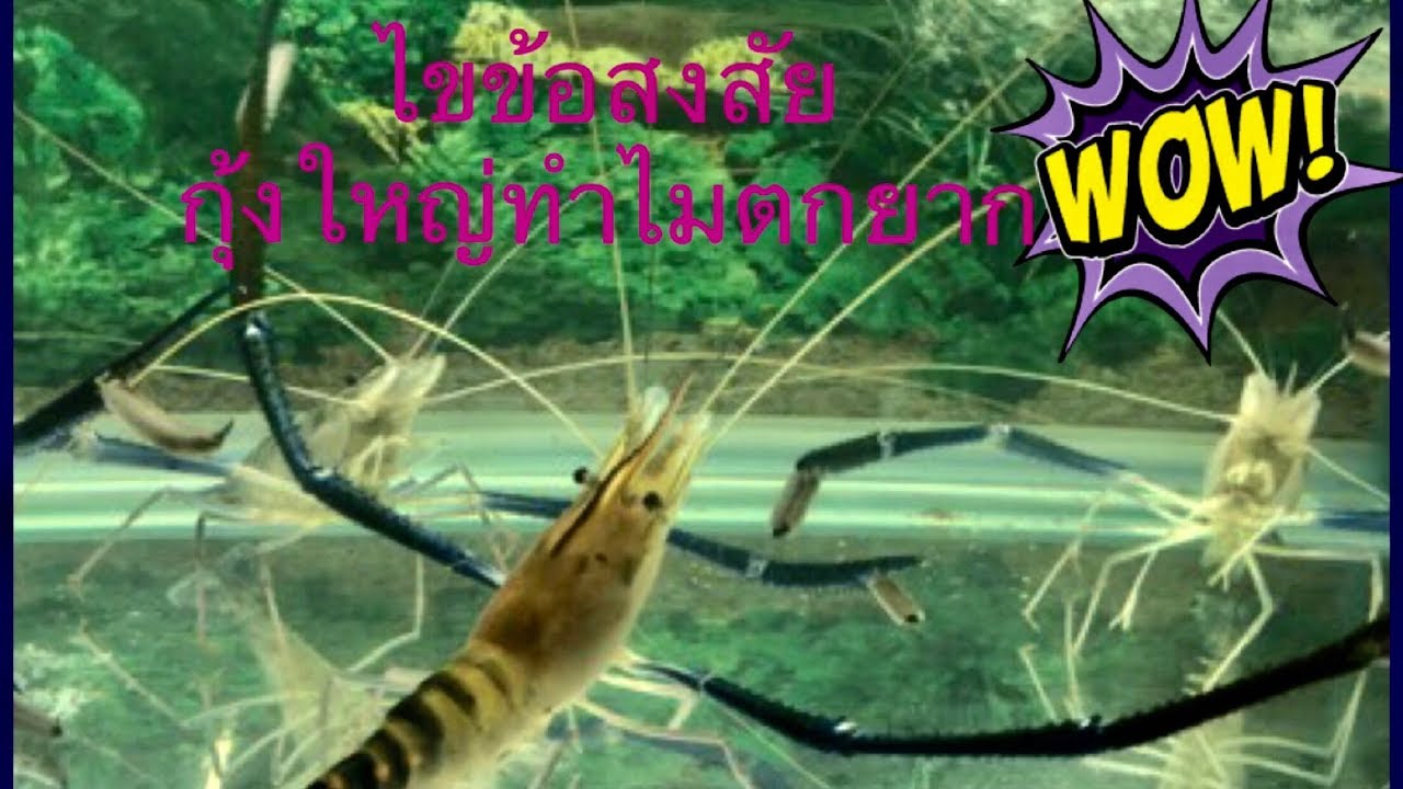 จุ๊จุ๊ ออนทัวร์ EP:246 มาดูวิธีตกกุ้งใหญ่แบบจะ ๆ ชัด ๆ ไขข้อสงสัยทำไมกุ้งใหญ่ตกกินเบ็ดยาก