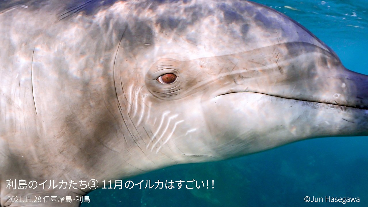 ドルフィンガイド潤さんのイルカ見聞録 第3回 利島のイルカって
