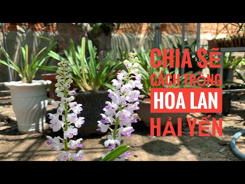 Chia Sẻ Cách Trồng Hoa Lan Hải Yến Rừng | Ra Hoa | Foci