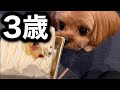 ３歳になりました【犬】【ペット】