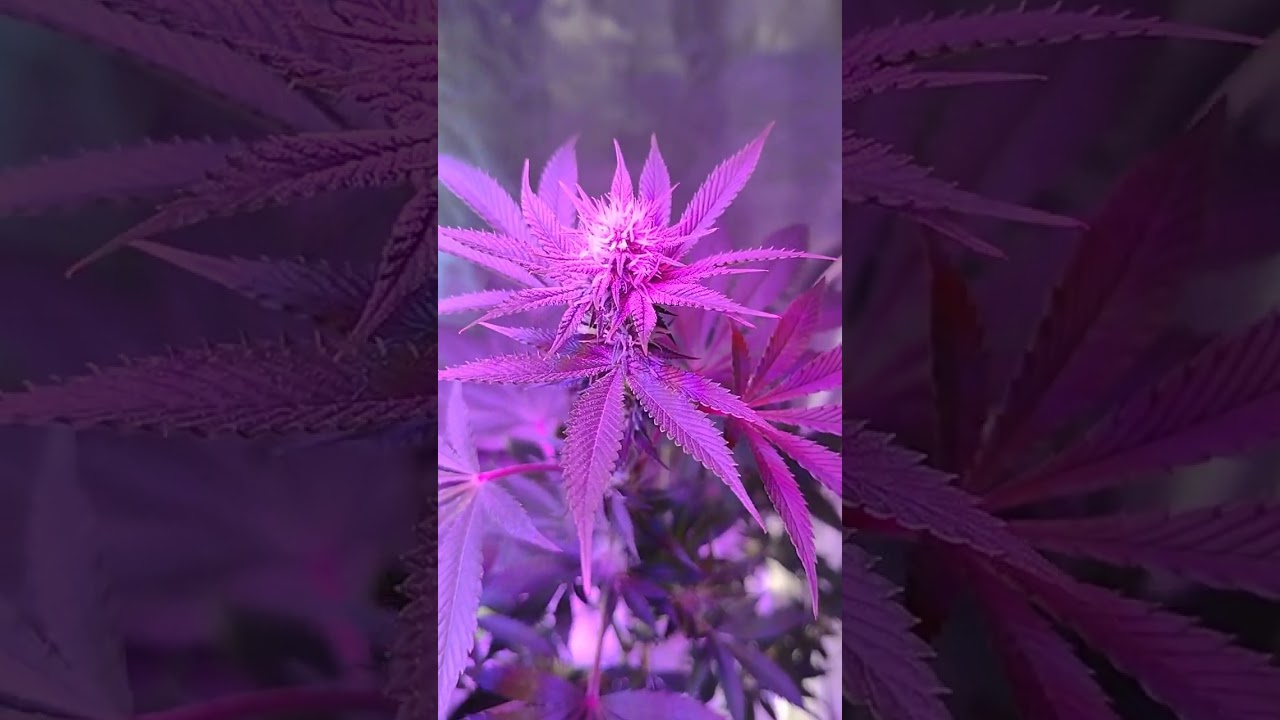 Gelatti + GMO s1 from CLONEGUY👍🏽