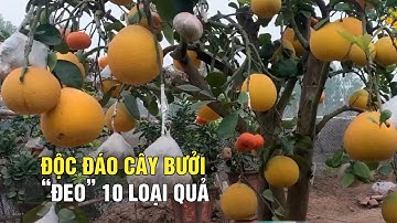 Cây bưởi “đeo” 10 loại quả trong vườn ngũ quả độc đáo nhất Hà Nội