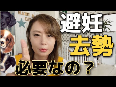 犬の避妊手術 去勢手術をするメリットとリスクを知ろう 69 Youtube