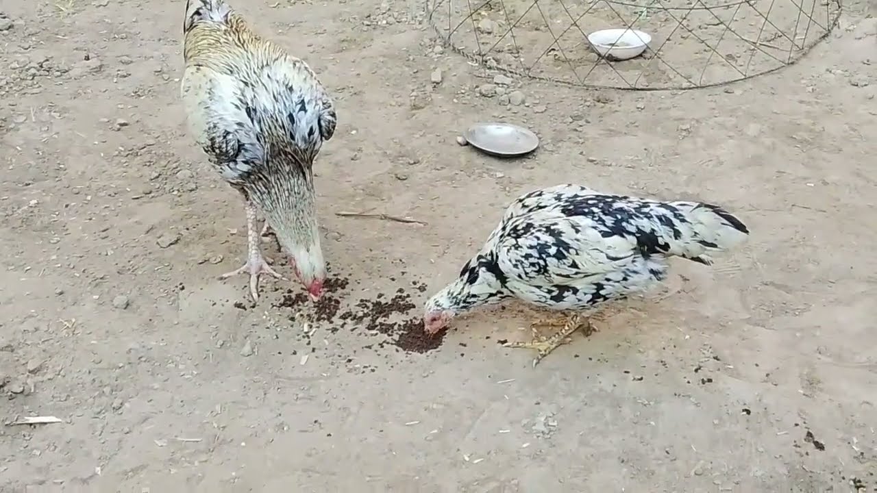 I will show you the chicks of this chicken in the next video.