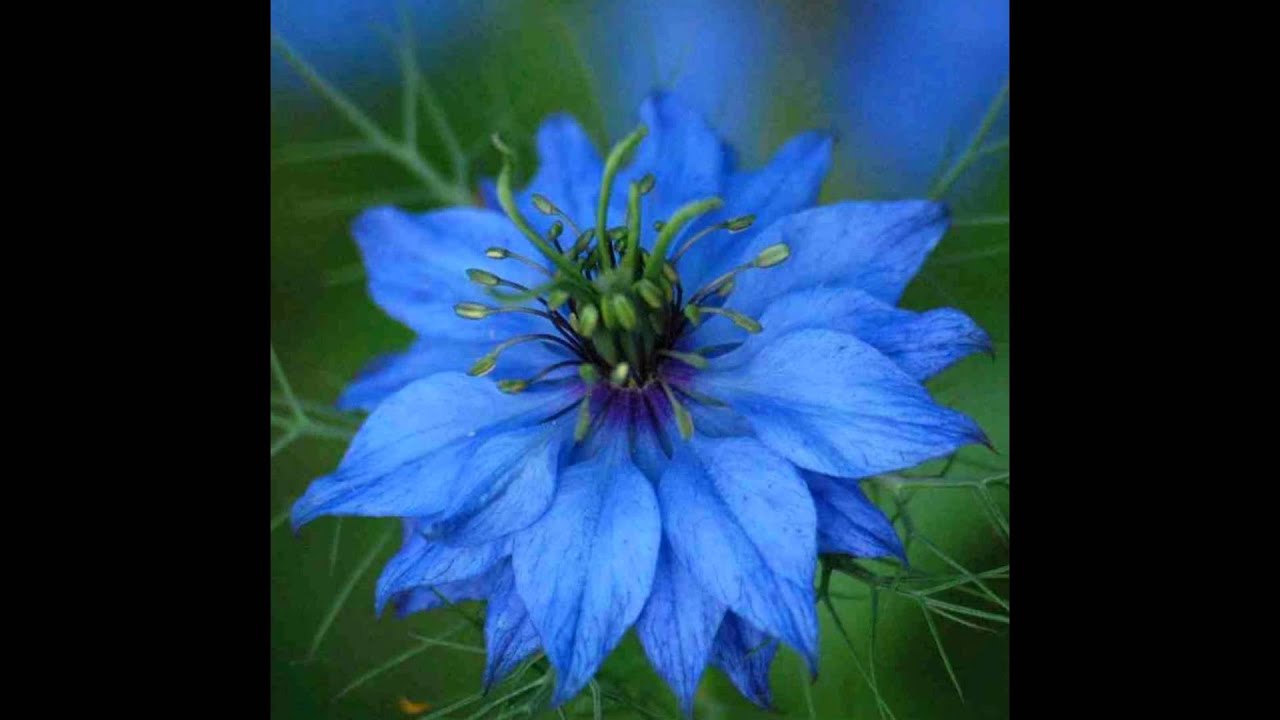 ЧЕРНУШКА, или НИГЕЛЛА (NIGELLA) сем. Лютиковые