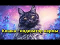 Кошка — индикатор кармы