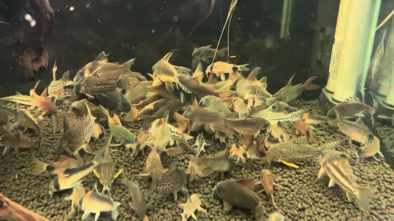#16 　2024.11.24　コリドラスに赤虫を給餌したら秒で完食する動画　コリドラスは大食漢　水槽は3ヶ月コケ掃除無し（アルタムエンゼル 5匹　コリドラス 100匹　過密水槽・備忘録）