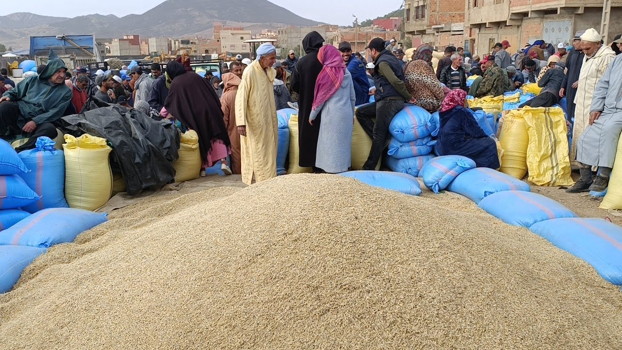 سوق الحبوب أݣلموس : أثمنة الشعير القمح فرينة خرطال لونسيلاج والبال تبن 9/11/2024 فرجة ممتعة