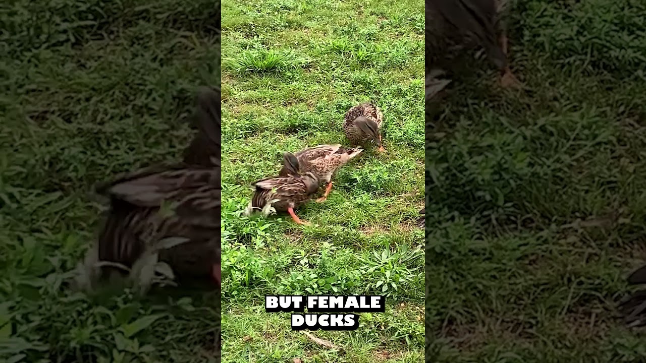 Morgan Freeman talks about ducks 