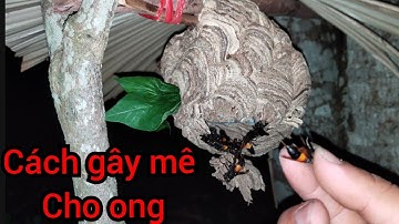 Cách Gây Mê Cho Ong Vò Vẽ Bằng Loại Lá Cây Ở Đâu Cũng Có