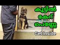 കൂട്ടിൽ കേറടീ🤠🤠  : " Get inside"  Malayalam : kerala dog training : വളര്‍ത്തു നായയെ പരിശീലിപ്പിക്കാം