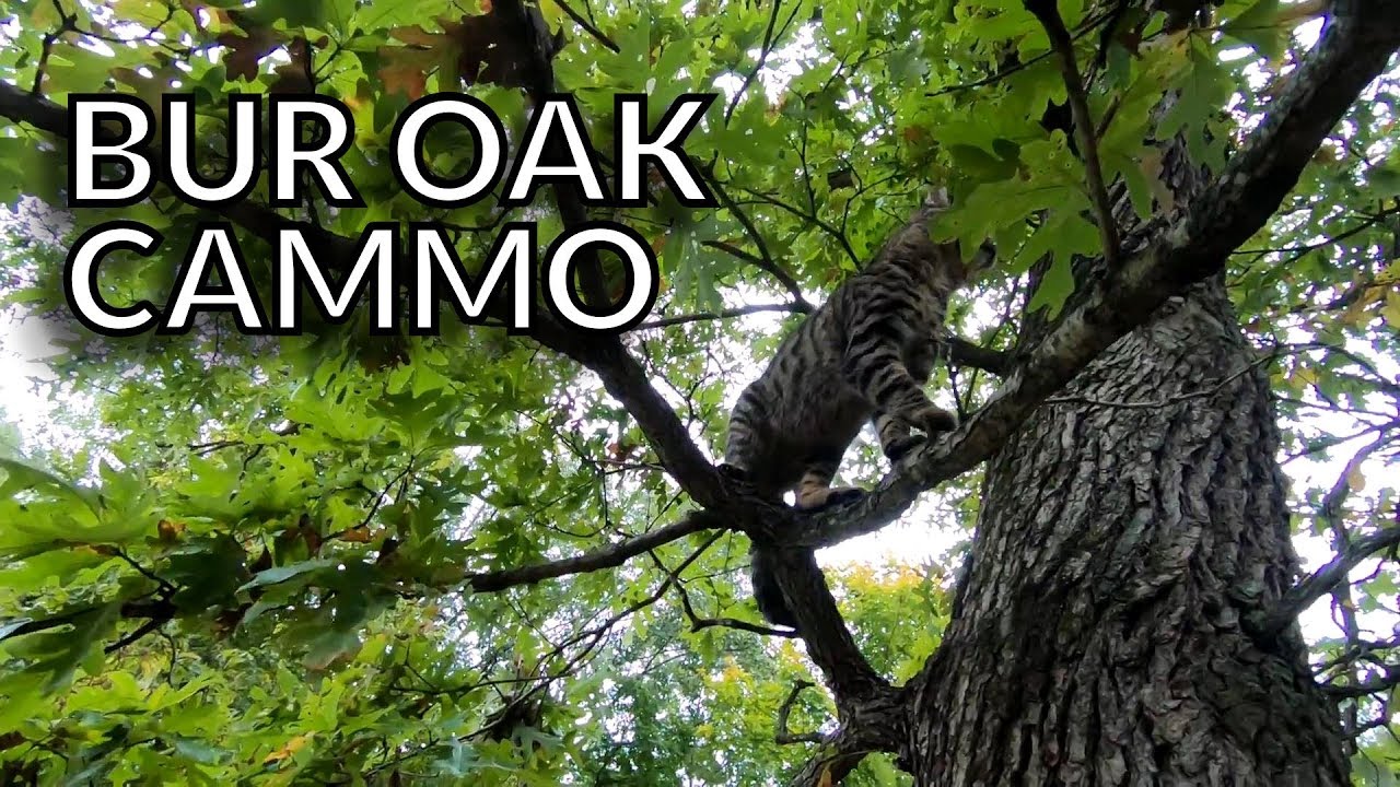 In Search of The Elusive Bur Oak