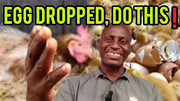 10 Major Causes of Egg Drop in Layers and Proven Solutions to Boost Production.