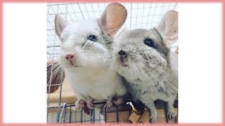 Cute Chinchilla Compilation 2019