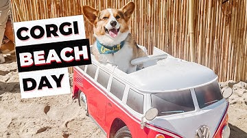 Ultimate Corgi Beach Day 2023: Corgi Party with 1000+ Adorable Corgis | Huntington Beach, California
