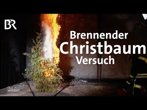 Video: Wie bewahrt man einen bräunenden Weihnachtsbaum auf?