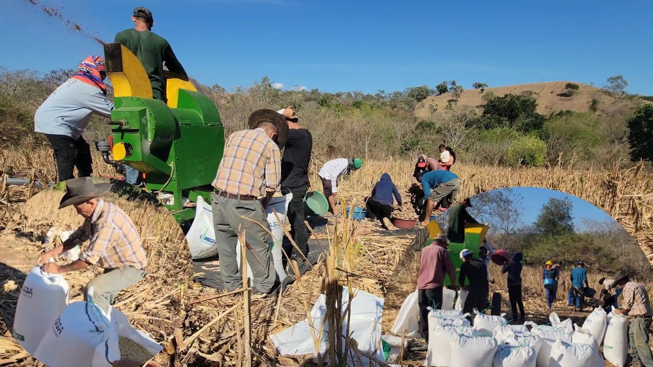 DESGRANADO LA COSECHA DE MAIZ.. TODO ESTO NOS SALIO 