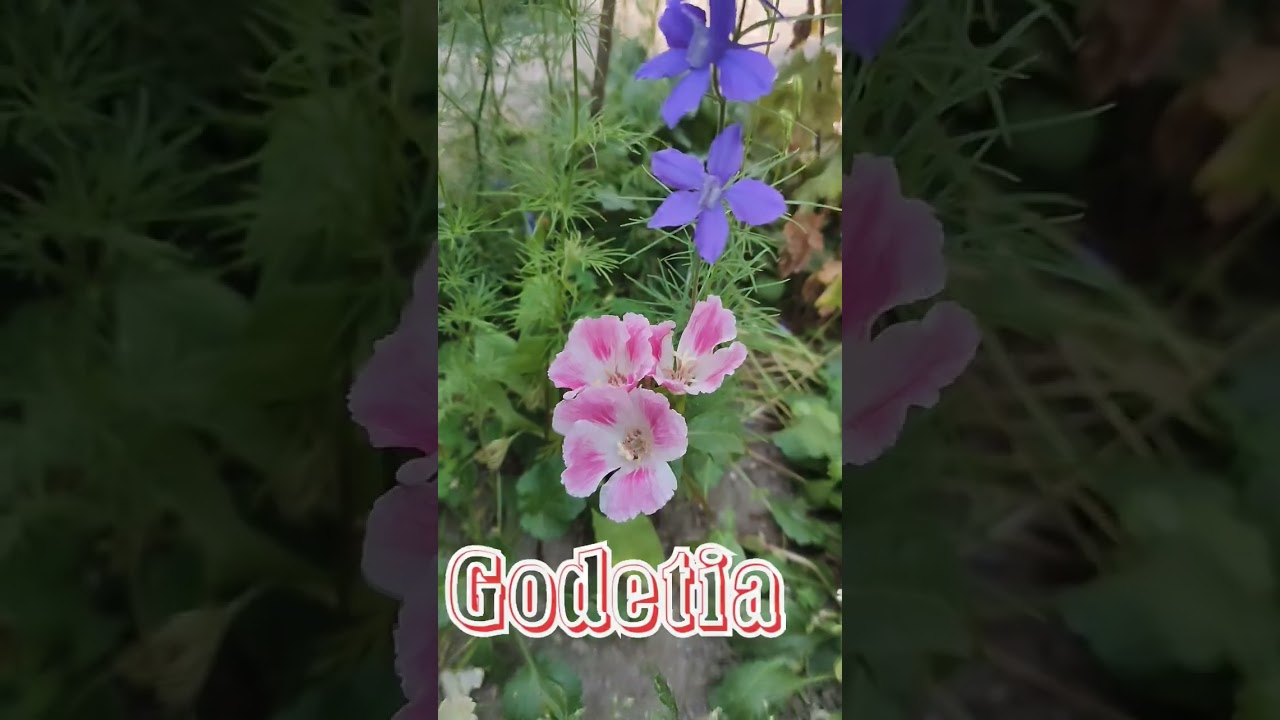 #godetia