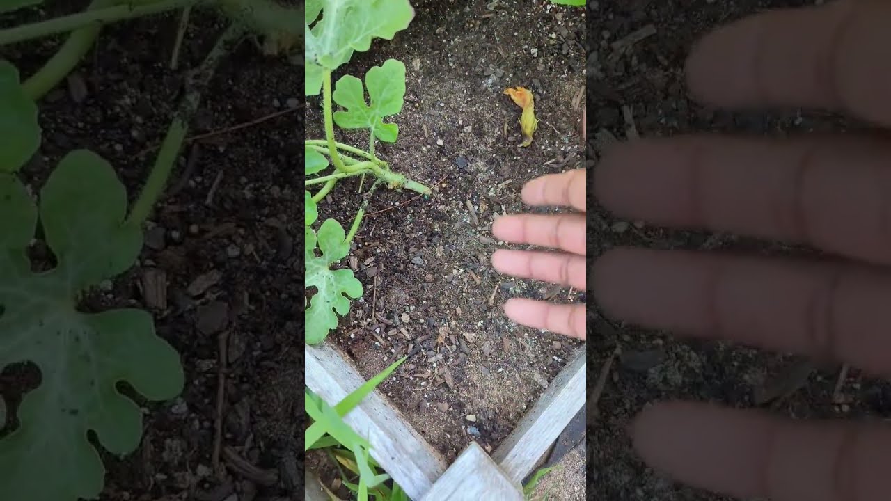 Simple Quick Tips For Growing Watermelon Beginners Gardening Garden