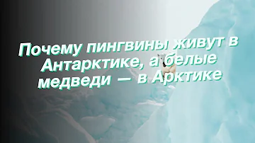 Почему пингвины живут в Антарктике, а белые медведи — в Арктике