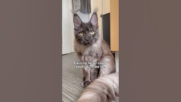 Clever Cats - Lesson One - Recall! #catsofinstagram #cattraining #clickertraining #servicecat