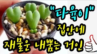 &quot;집안에 금전운을 미치게 좋아지게 만든다는 다육이&quot; [금전운의 기운 내뿜는 작은 거인] ~…