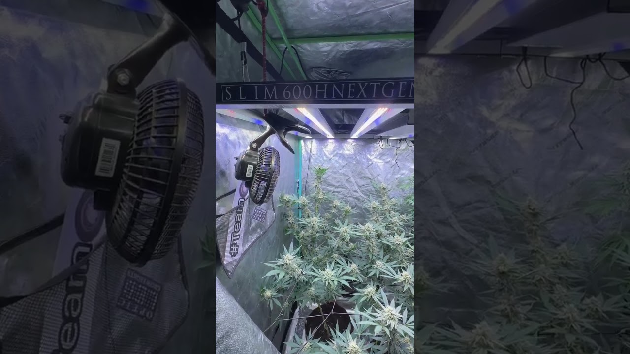 Slim 600h NextGen LED grow- @dare2dreamorganics