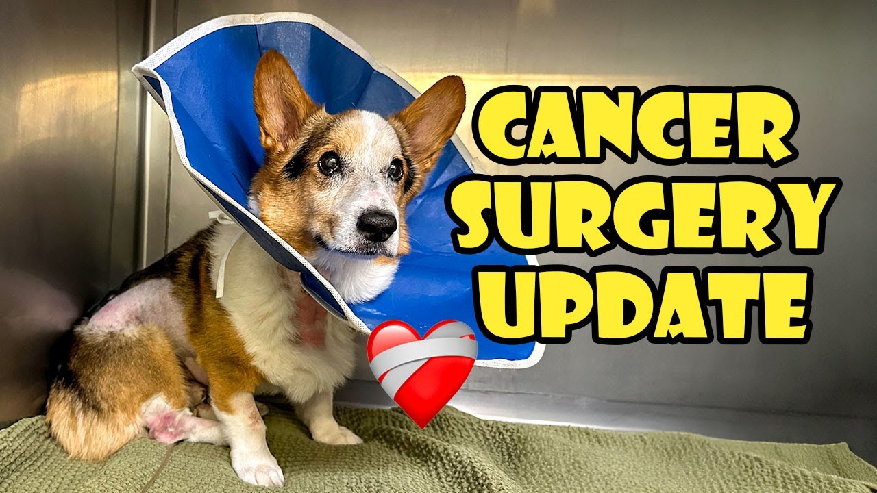 Update on My Corgi's Cancer Surgery ❤️‍🩹