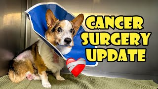 Update on My Corgi's Cancer Surgery ❤‍