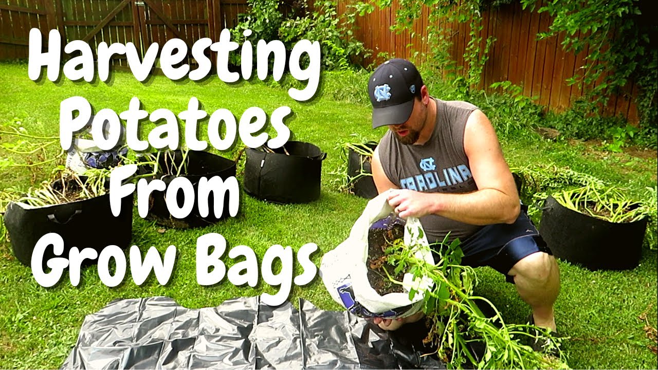 Potato Harvest | Harvesting Potatoes | Harvesting Potatoes Grow Bags From Amazon