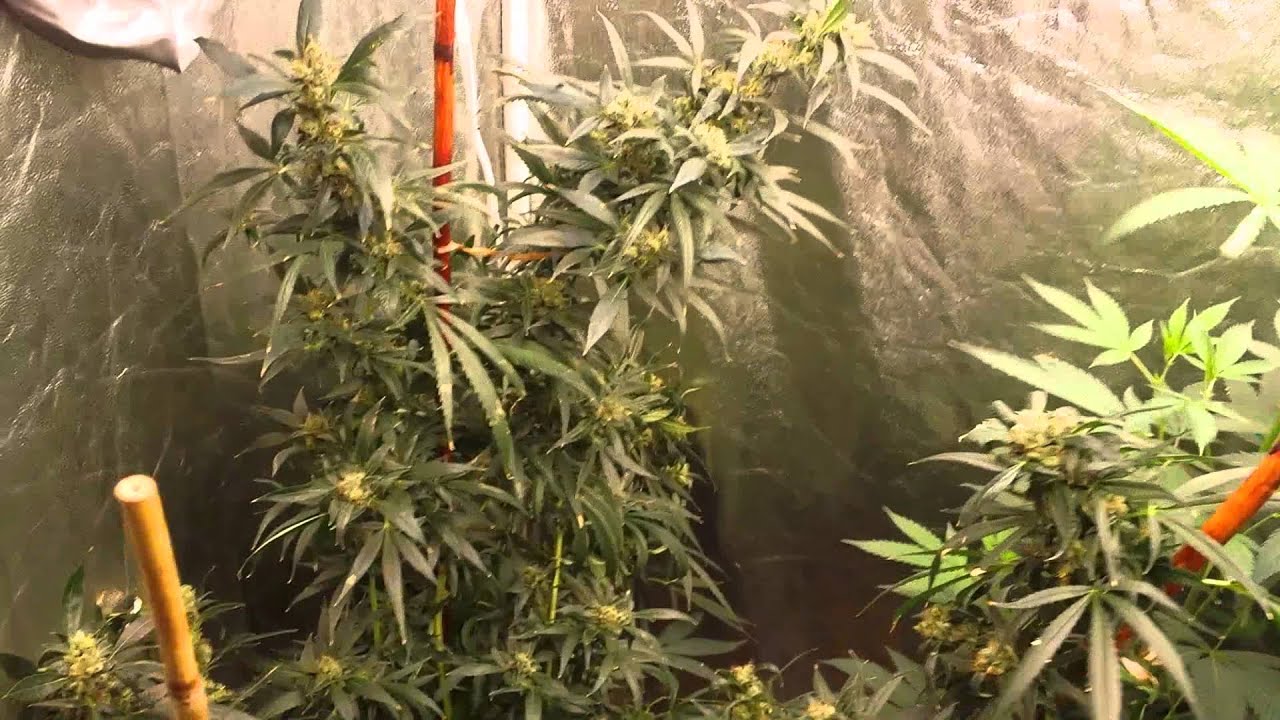 Marijuana buds growing funny