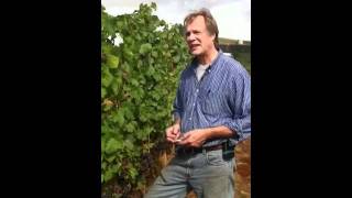 Harvest 2011 - Oregon Wine Country - Weber Vineyard