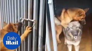 ژرمن شپرد سگ همنوع خود را از قفس نجات می دهد تا سوار شود - Daily Mail