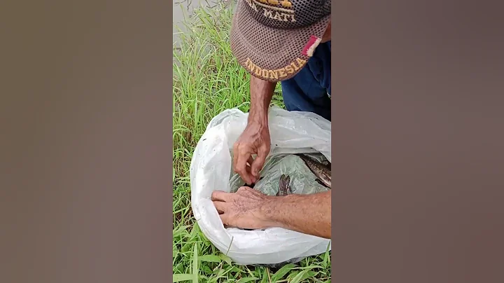 Video 9286791: siamese fighting fish