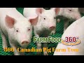 360° Canadian Pig Farm Tour