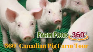 360° Canadian Pig Farm Tour
