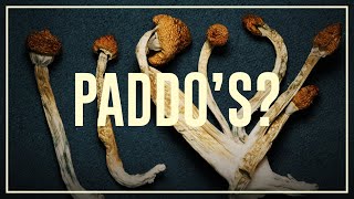 Magic mushrooms - dos and donts | Drugslab