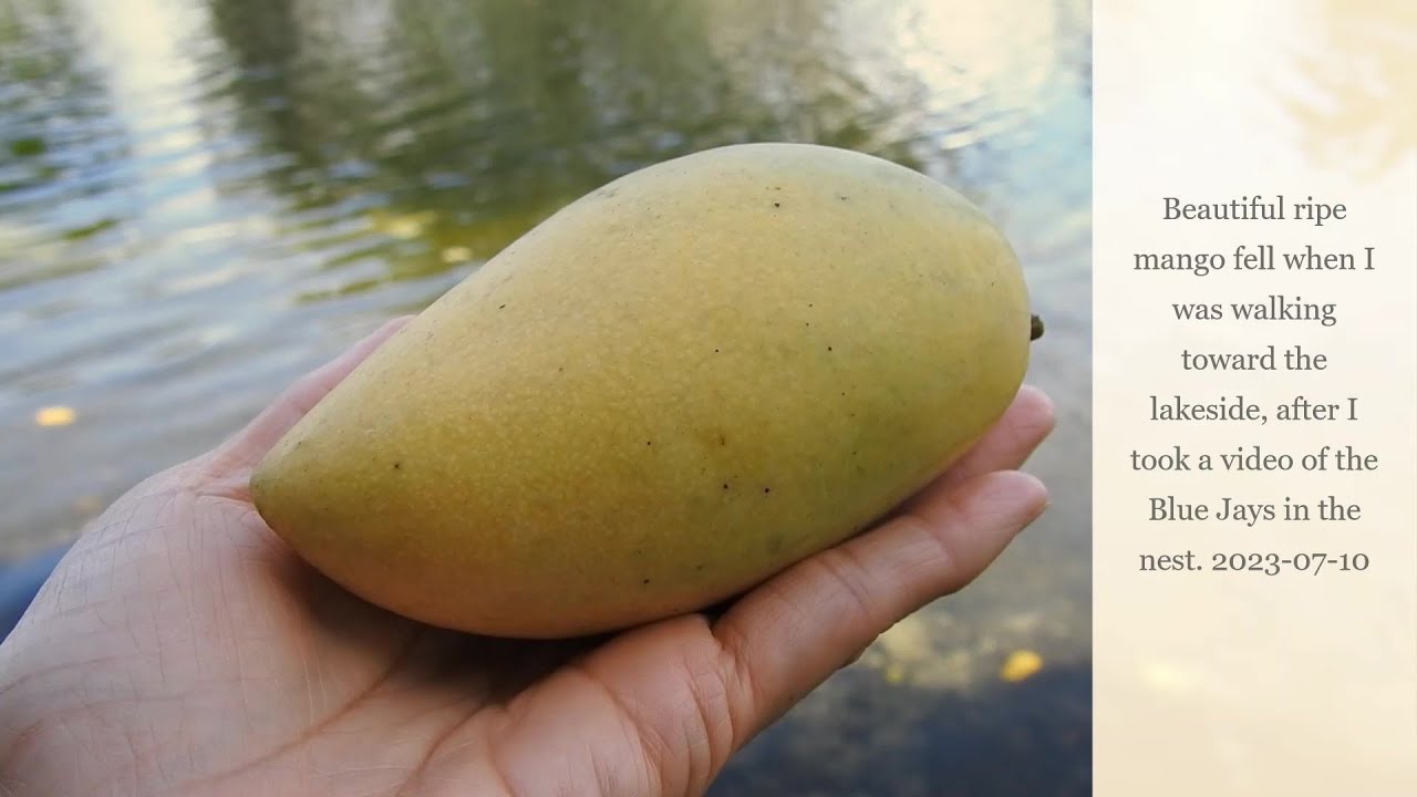 Beautiful Ripe Mango Fell and Did Not Roll Into the Lake || GOD'S ...