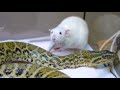 【事故】生きたネズミを与えたら大変な事になった