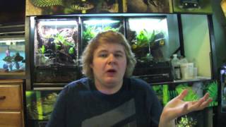 Reptile Q&A PT. 1 Inspiration for reptile keeping (May Madness:24)