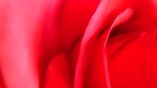 Ростовая роза из зефирного фоамирана