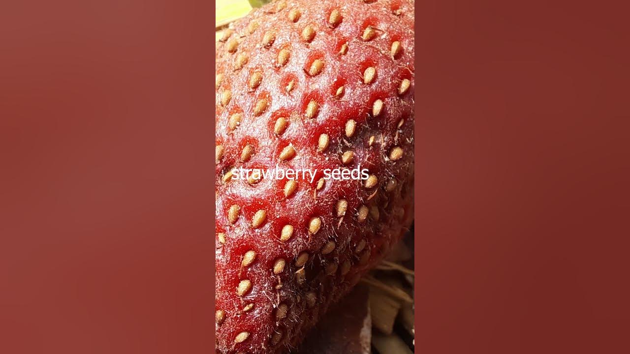How to grow strawberry plants fruits seeds at home drkakfood 